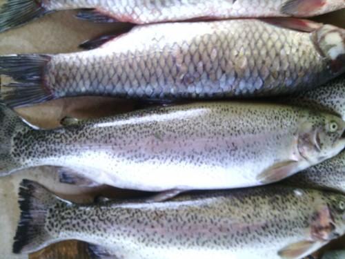 Forel-02