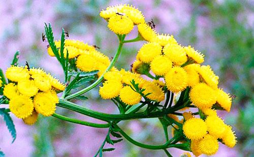 الزهور الصفراء tansy