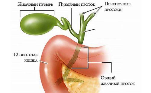 Фигурата показва работата на жлъчния мехур