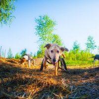 Количката ще ви помогне да се насладите на разходката си.