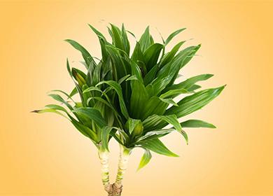 Dracaena على خلفية صفراء