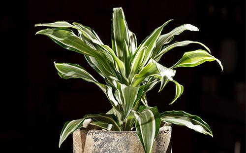 Dracaena على خلفية سوداء