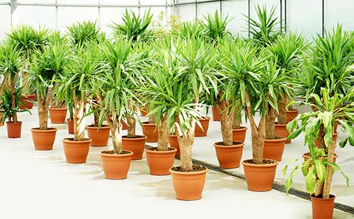 بوعاء dracaena