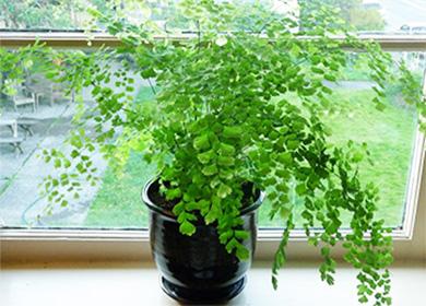 Adiantum في وعاء