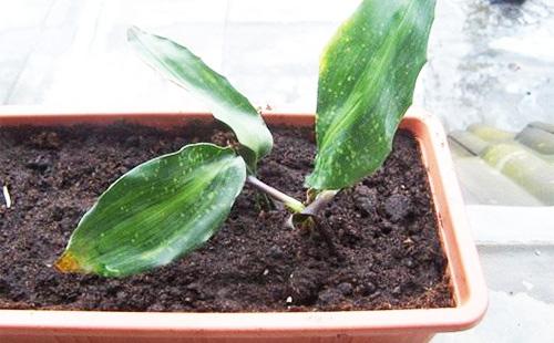 تزايد aspidistra