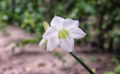 Амазонска цветя на лилията Eucharis