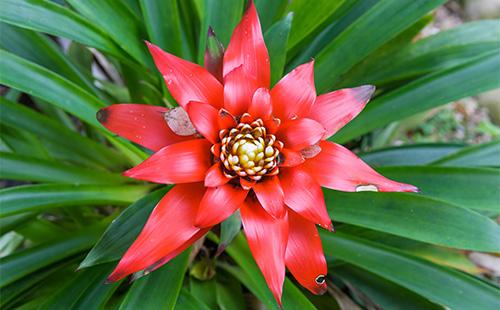 Guzmania цвете