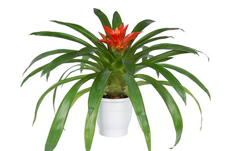 Guzmania في وعاء