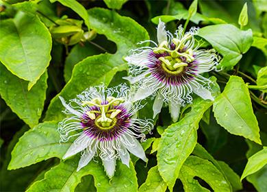 زهور Passiflora