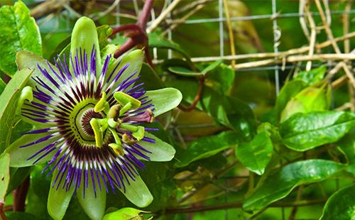 زهرة Passiflora والأوراق