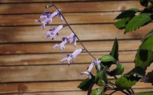 Plectranthus Цветя