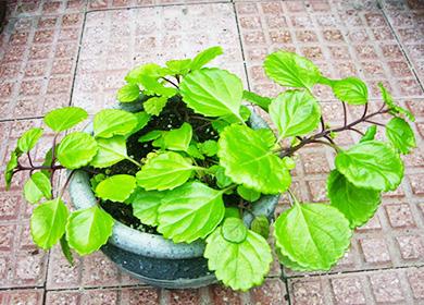 Plectranthus في وعاء