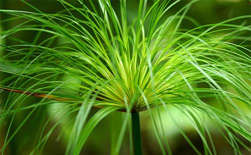 Cyperus الإزهار