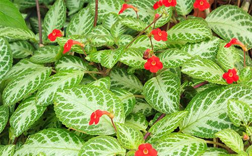 يترك Episcia