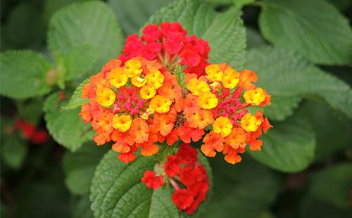 Lantana Orange