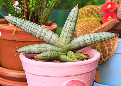 Sansevieria أسطواني في وعاء وردي