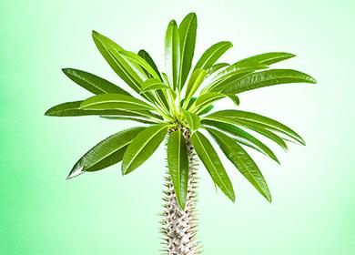 أوراق Pachypodium