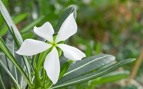 زهرة pachypodium