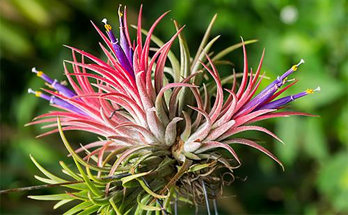 Tillandsia цвете