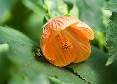 Abutilon цвете