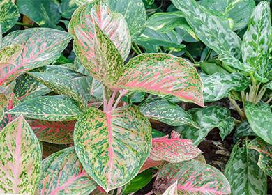 أوراق خضراء من aglaonema