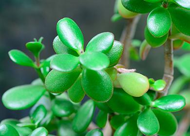 أوراق العصير من Crassula