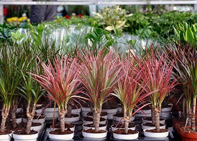 بوعاء dracaena