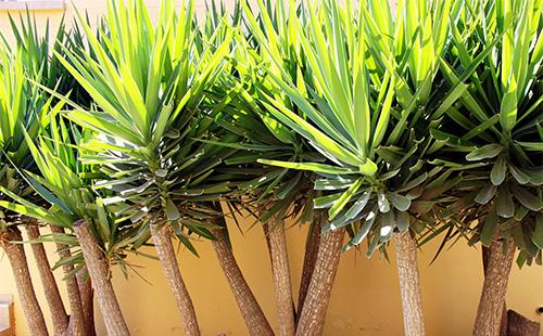 جذوع Dracaena