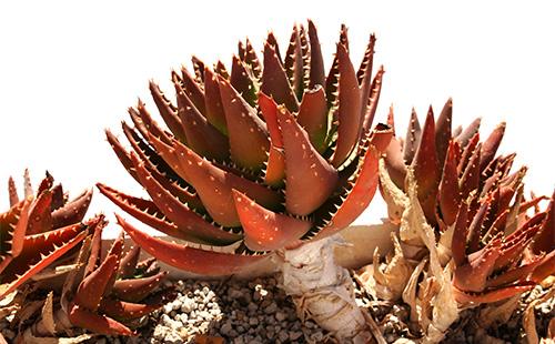 الأحمر gasteria