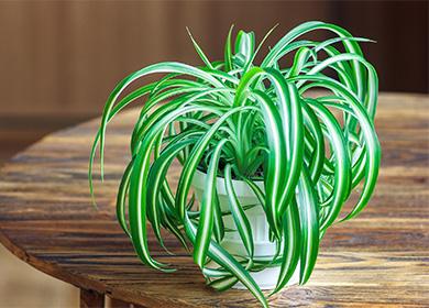 Chlorophytum