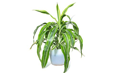 Dracaena على خلفية بيضاء