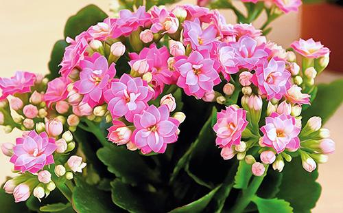 الوردي Kalanchoe بتلات الزهور