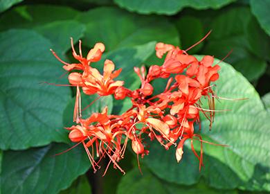 Цветя на Clerodendrum най-красивите