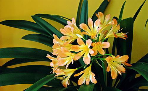 Clivia цветя