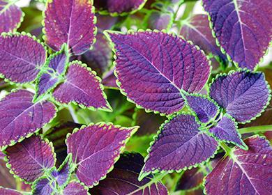 Храст Coleus Blume