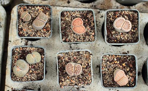 Lithops в квадратни саксии