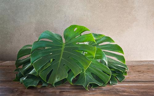 أوراق Monstera