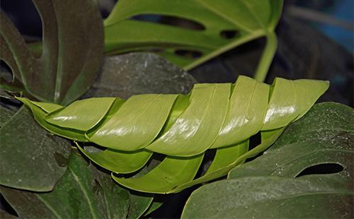 أوراق Monstera الملتوية