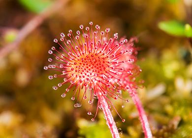 Измамно нежно цвете sundew