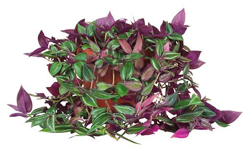 أوراق Tradescantia