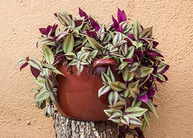 Tradescantia في وعاء