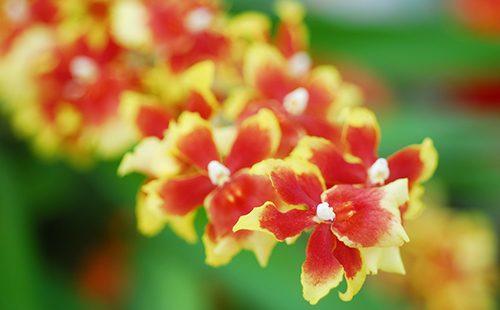 الربيع المزهرة oncidium الأصفر والأحمر