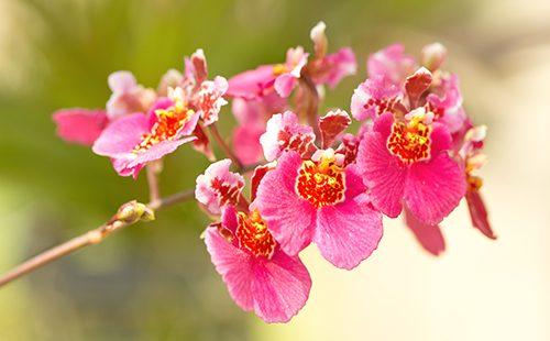 oncidium الوردي