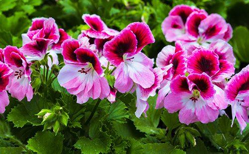 مشرق Pelargonium الزهور