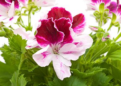 زهرة مشرقة من pelargonium كبير مزهر