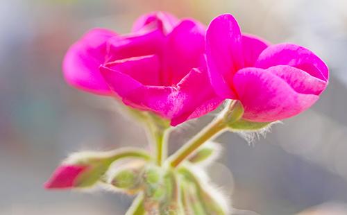 بتلات الوردي من pelargonium كبير مزهر