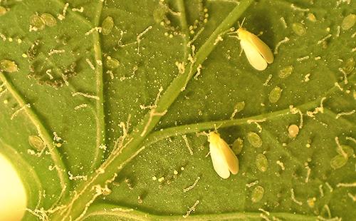 whiteflies الكبار