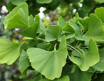 Растение Ginko biloba