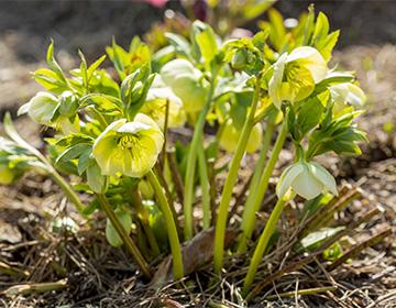 القوقاز hellebore