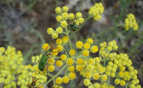 Жълти цветя Helichrysum